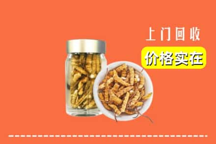 惠农区回收散虫草