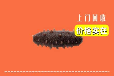 惠农区回收海参